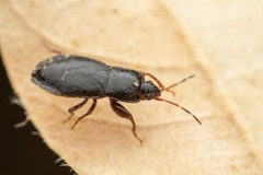 Plinthisus longicollis