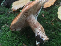Tricholoma ustale
