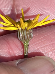 Packera hyperborealis