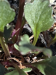 Packera hyperborealis