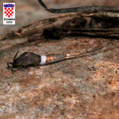 Praemachilis excelsior