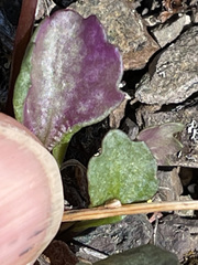 Packera hyperborealis