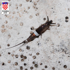 Praemachilis excelsior