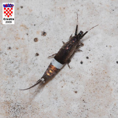 Praemachilis excelsior