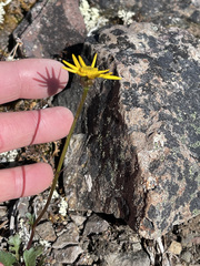 Packera hyperborealis