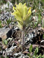 Castilleja hyperborea