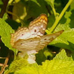 Anartia jatrophae