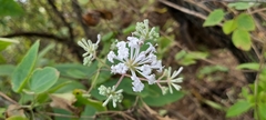 Spermadictyon suaveolens