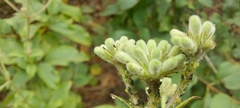 Spermadictyon suaveolens