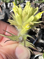 Castilleja hyperborea