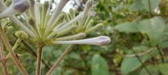 Spermadictyon suaveolens