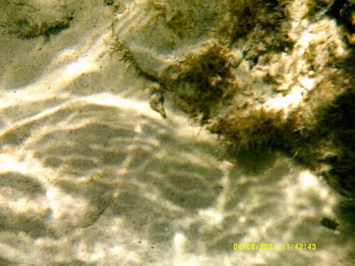 Tarantinaea lignarius (Tarantinaea lignarius)