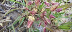 Eragrostis unioloides