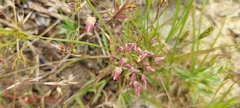 Eragrostis unioloides
