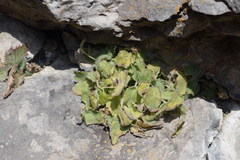 Campanula elatinoides