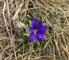 Gentiana dshimilensis
