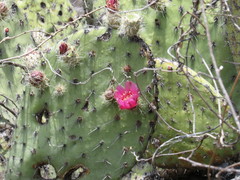 Opuntia pilifera