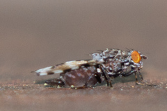 Pseudotephritis vau