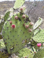 Opuntia pilifera