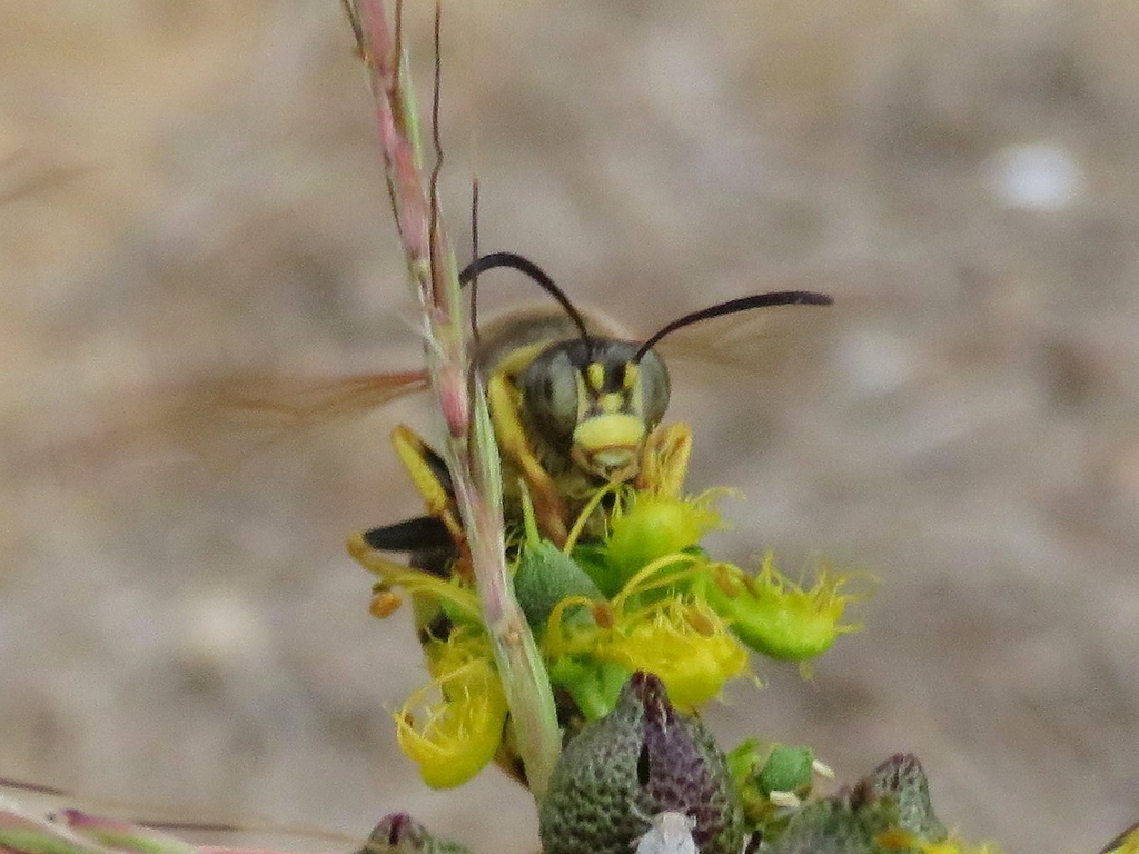 Stizus hispanicus