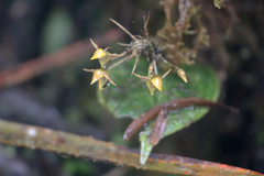 Pleurothallis silverstonei