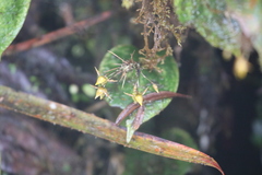 Pleurothallis silverstonei