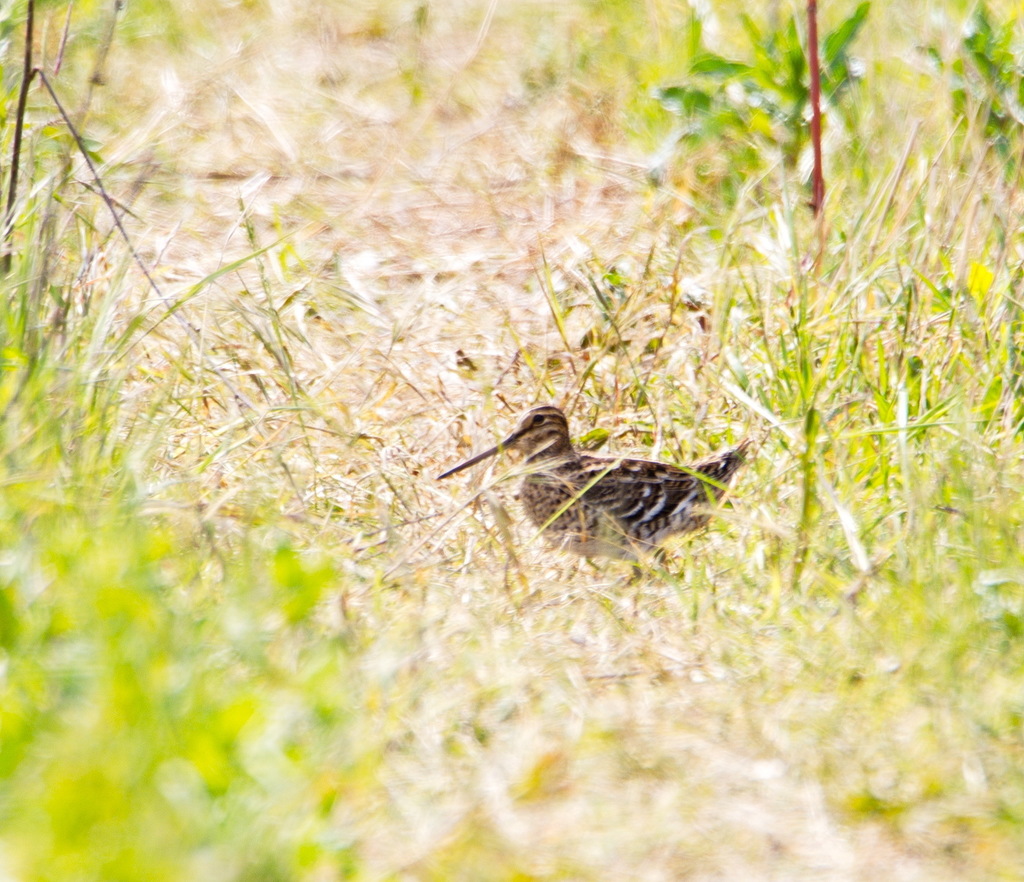 Great Snipe in May 2021 by Александр Ракло · iNaturalist