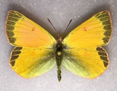 Colias canadensis