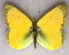 Colias hecla