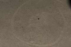 Aonyx capensis capensis