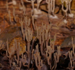 Artomyces austropiperatus