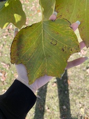 Liriodendron tulipifera