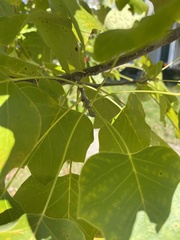 Liriodendron tulipifera