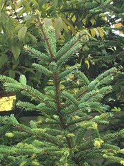 Picea koyamae