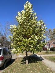 Liriodendron tulipifera
