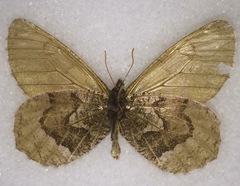 Oeneis philipi