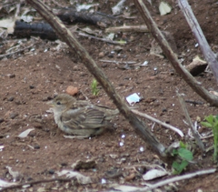 Passer hispaniolensis