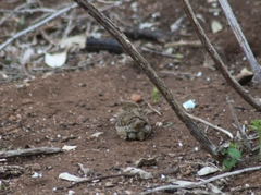 Passer hispaniolensis