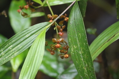 Cyrtochilum flexuosum