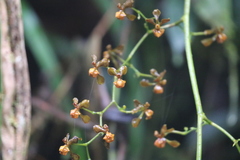 Cyrtochilum flexuosum