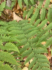 Dryopteris marginalis