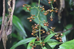 Cyrtochilum flexuosum