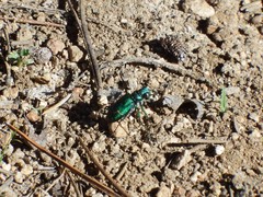 Cicindela tranquebarica sierra