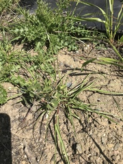 Arctostaphylos franciscana