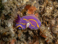 Felimida macfarlandi