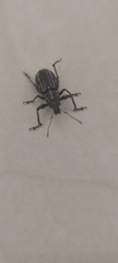 Naupactus rivulosus