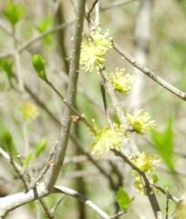 Forestiera acuminata