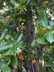 Arbutus unedo