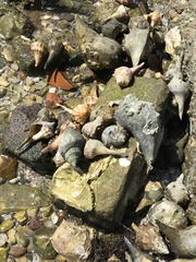 Sinistrofulgur pulleyi