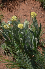 Helichrysum cephaloideum